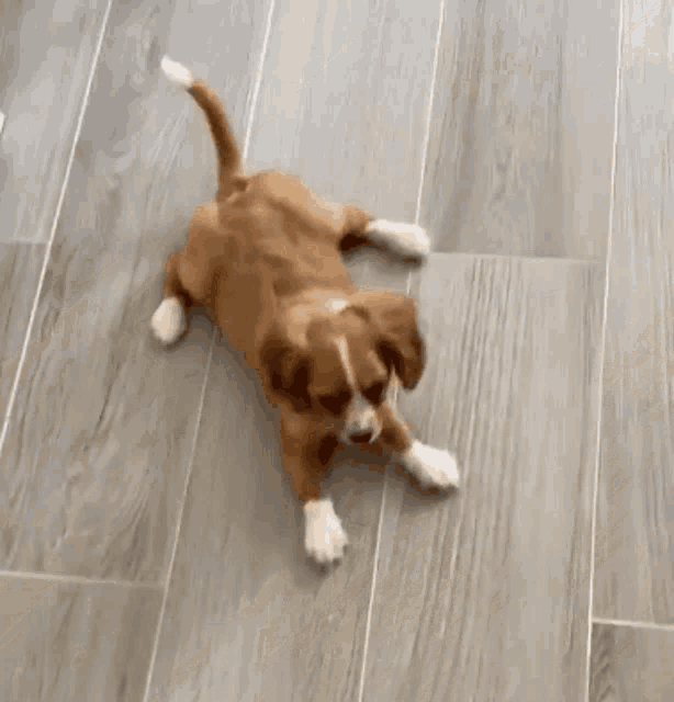 a brown and white dog is laying on its back on the floor .