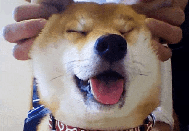 a dog with its tongue hanging out is being held by a person