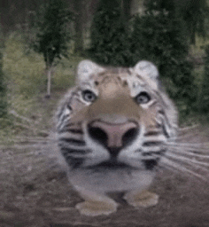 a close up of a tiger 's face in a forest