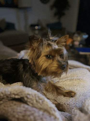 a small dog is laying on a blanket and looking at something