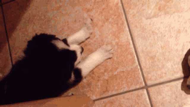 a black and white puppy is laying on a tile floor