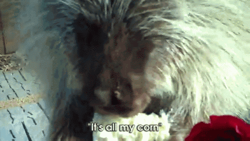 a porcupine eating a piece of popcorn with the words " it 's all my corn " below it