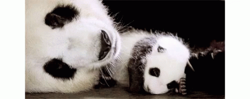 Panda Cuddle GIF - Panda Cuddle Love GIFs