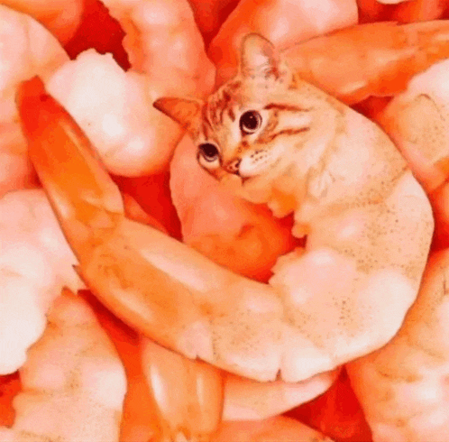 a cat is sitting in a pile of shrimp and looking at the camera