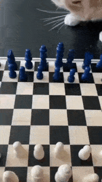 Cat Chess GIF - Cat Chess Win GIFs