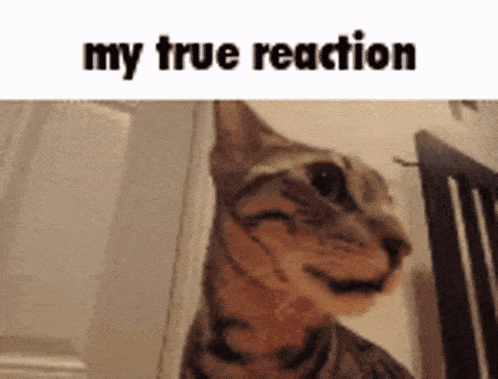 My True Reaction Cat GIF - My True Reaction Cat Love GIFs