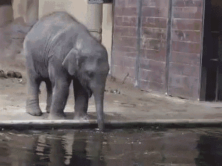 All Animals Do It GIF - Bubble Elephant Cute GIFs
