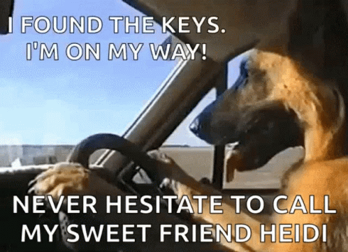 Funny Animals Dogs GIF - Funny Animals Dogs Dog Driving GIFs