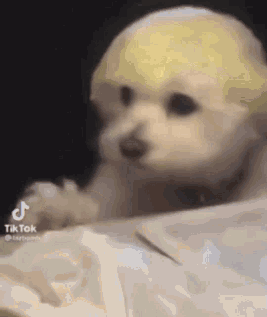 a small dog with a yellow wig on its head is sitting on a table .