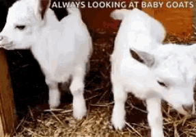 two baby goats are standing next to each other and the caption says always looking at baby goats
