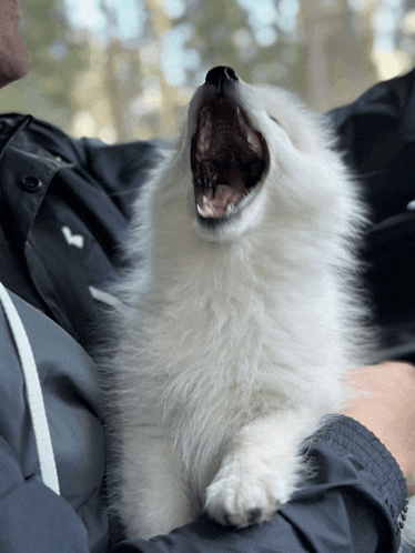 a white dog with its mouth open is being held by a person