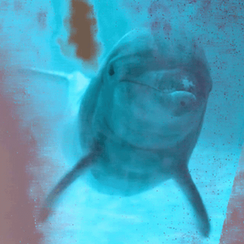 Dolphin Love GIF - Dolphin Love Swimming GIFs