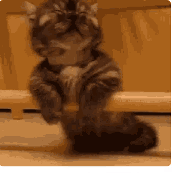 a cat is standing on its hind legs on a wooden fence .