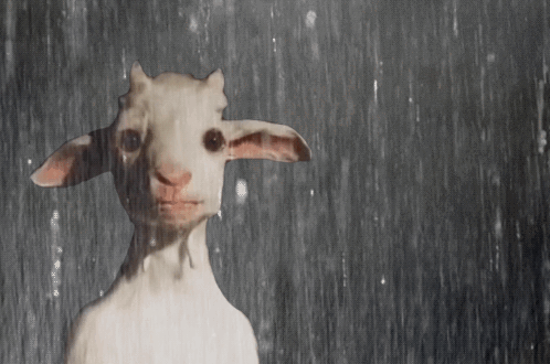 Tomascore Goat GIF - Tomascore Goat Rain Horse GIFs