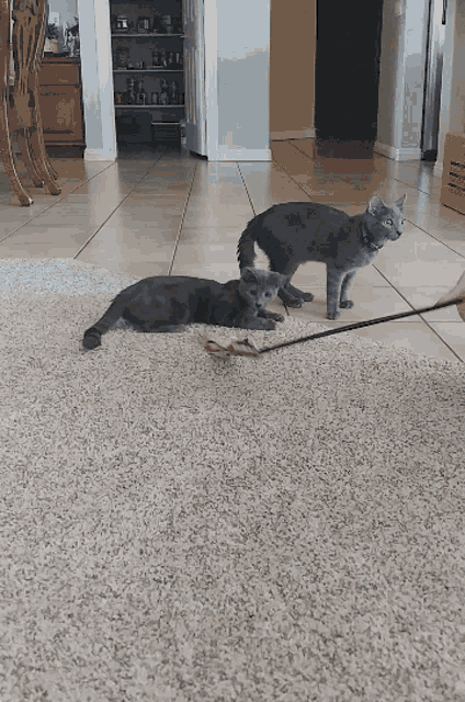 two cats playing with a toy on a carpet