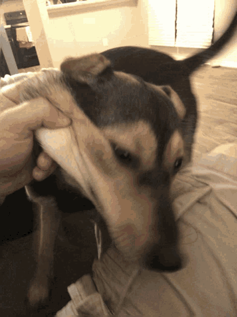 a person is petting a brown and black dog on their knee