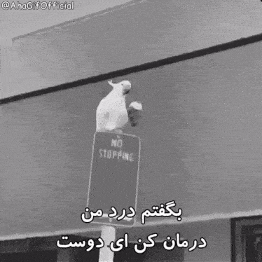 a black and white photo of a bird sitting on a no stopping sign