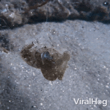 A Baby Cuttlefish Swims Along The Ocean Floor Viralhog GIF - A Baby Cuttlefish Swims Along The Ocean Floor Viralhog Tiny Cuttlefish Explores Ocean Floor GIFs