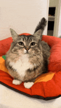 a cat is laying on a red and yellow pillow and looking at the camera
