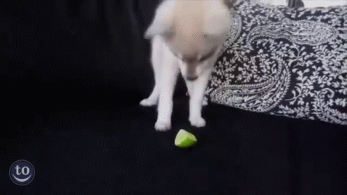 Exciting Lime GIF - Dogs Puppy Puppies GIFs