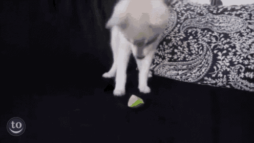a dog is playing with a piece of lime