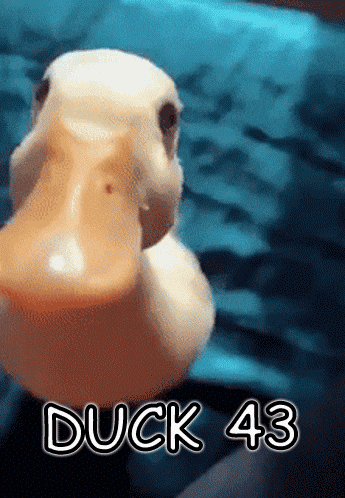 a close up of a duck with the words duck 43 behind it