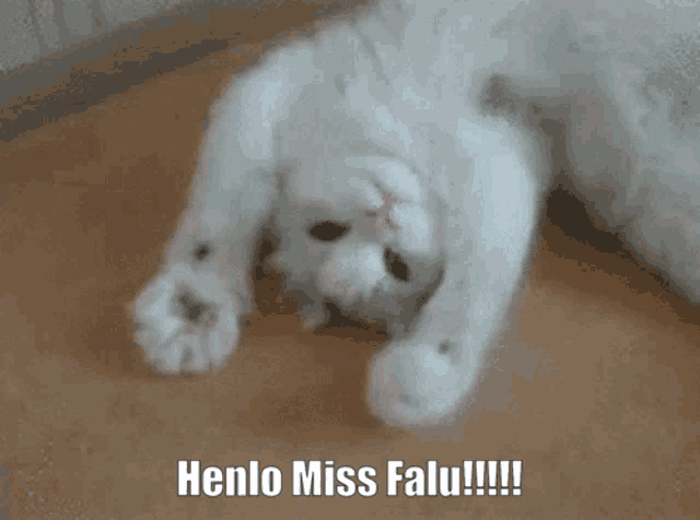 a white cat laying on its back with the words henlo miss falu written below it