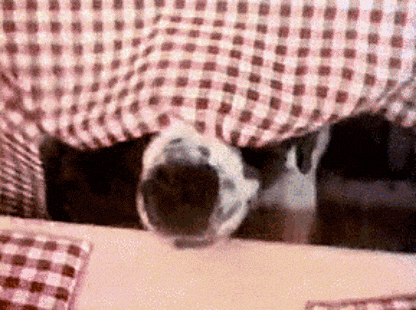 a dog 's paw is sticking out from under a plaid curtain