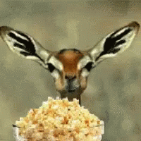 Antelope Popcorn GIF - Antelope Popcorn GIFs