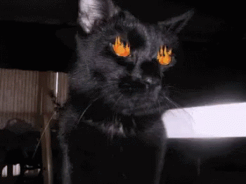 Cat Firing GIF - Cat Firing Eyes GIFs