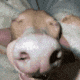 a close up of a dog 's nose with a blurred background .