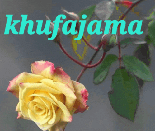 a picture of a yellow rose with the name khufajana written on it