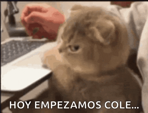 a cat is sitting in front of a laptop with the words hoy empezamos cole