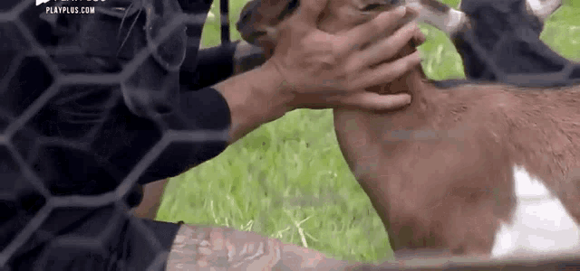 a man is petting a deer behind a fence in a field .