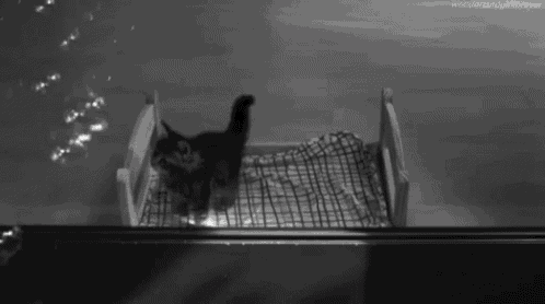 a black and white photo of a cat in a bed .