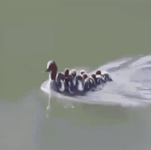 a mother duck and her ducklings are swimming in a lake .