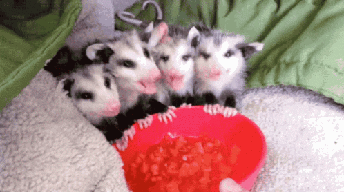 Opossum Babies Chew GIF - Opossum Babies Chew Cute GIFs