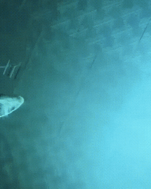 a shark is swimming in the water with a few other fish