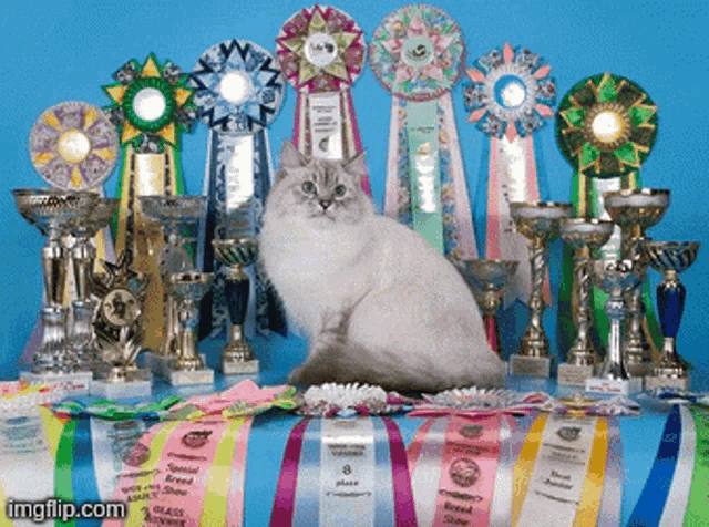 a cat sits in front of a table full of trophies and ribbons including one that reads 8 place