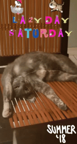 Saturday Lazy GIF - Saturday Lazy Cat GIFs