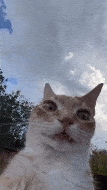 Disturbed Cat Concerned Cat GIF - Disturbed Cat Concerned Cat Wtf Cat GIFs