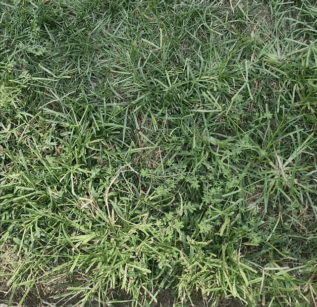 Creeper Grass GIF - Creeper Grass Touch Grass GIFs
