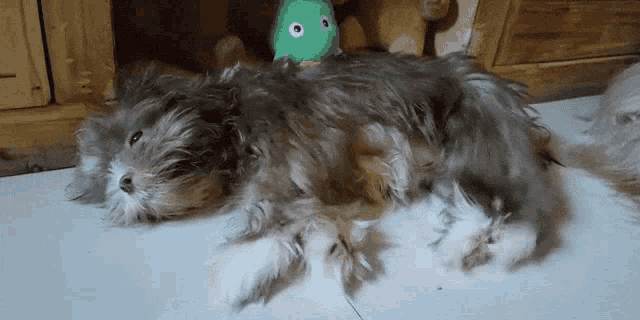 a fluffy dog is laying on the floor next to a stuffed animal