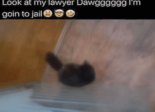 Look At My Lawyer Cat Silly GIF - Look At My Lawyer Cat Lawyer Cat GIFs