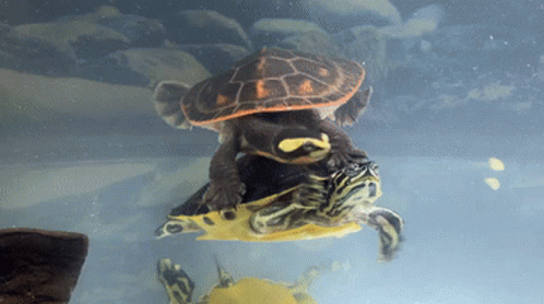 Turtle Bonding GIF - Turtle Bonding Buddy GIFs