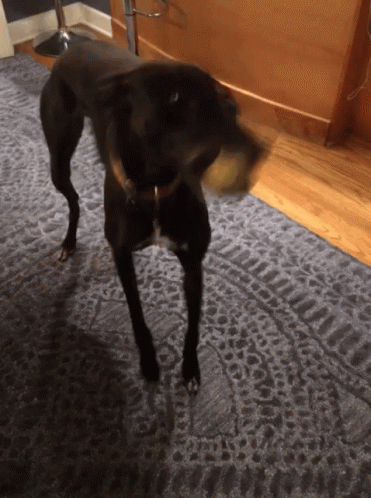 Greyhound Dog GIF - Greyhound Dog Playful GIFs