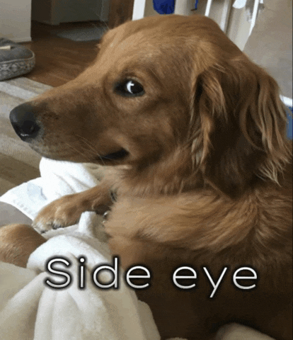 a dog laying on a blanket with the words side eye written below it