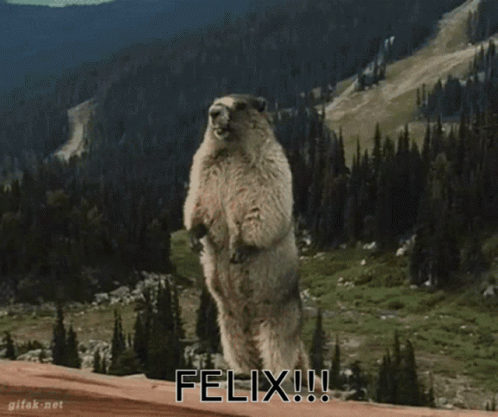 Felix Marmot GIF - Felix Marmot Scream GIFs