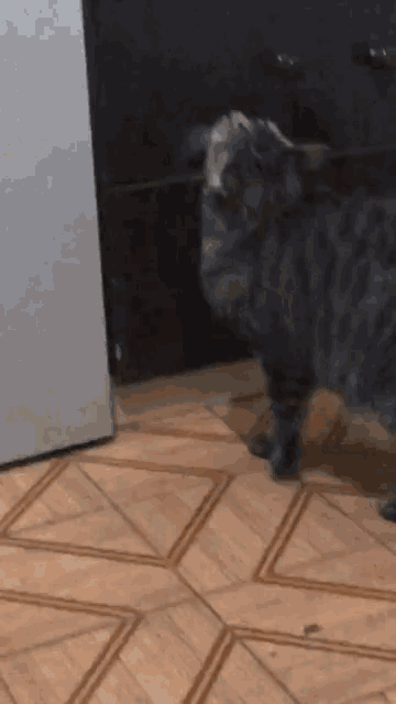 a black cat standing on a wooden floor