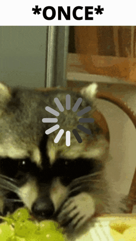 a picture of a raccoon eating grapes with a loading screen above it that says once